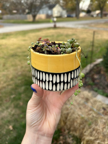 Yellow string of pearls planter